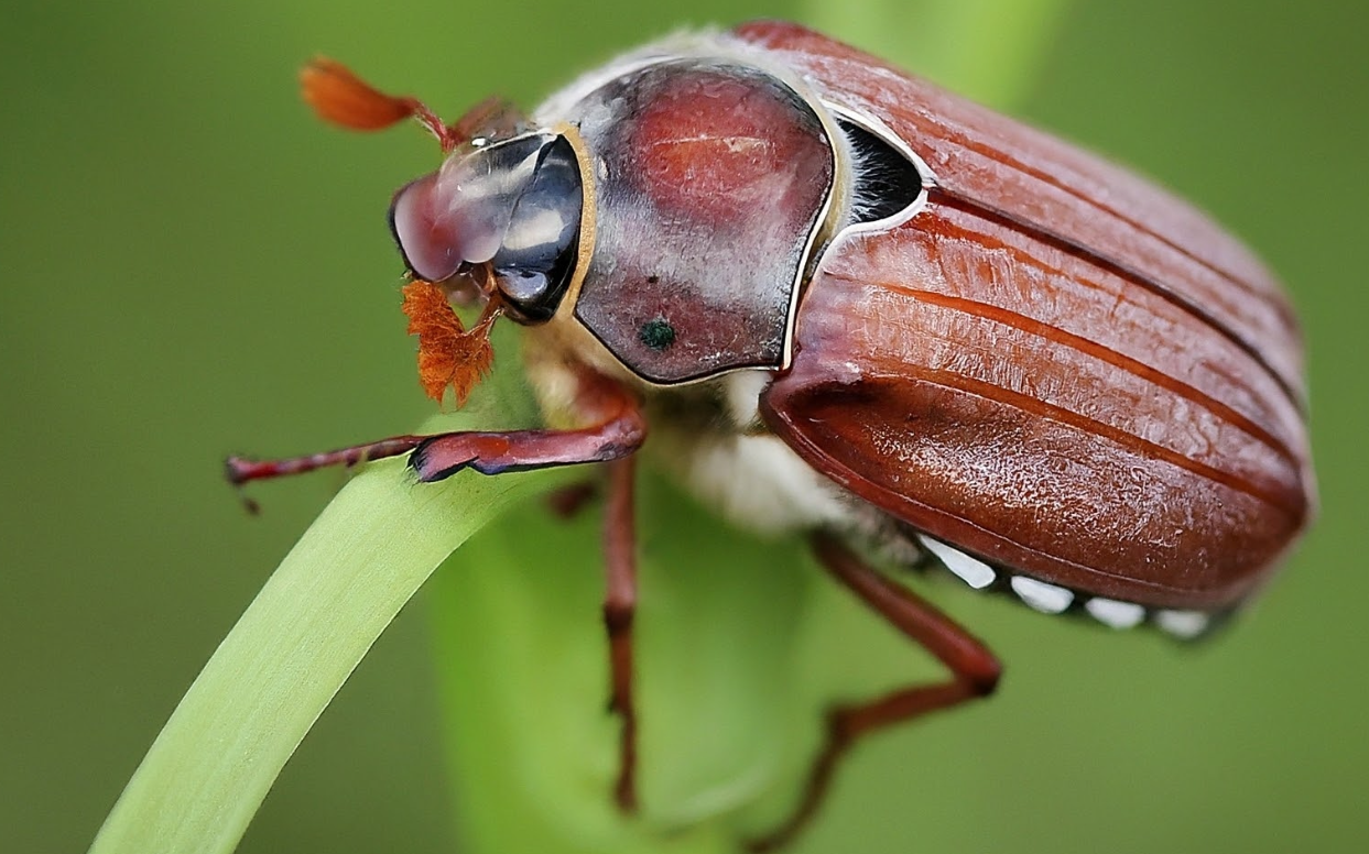 The Texas June Bug