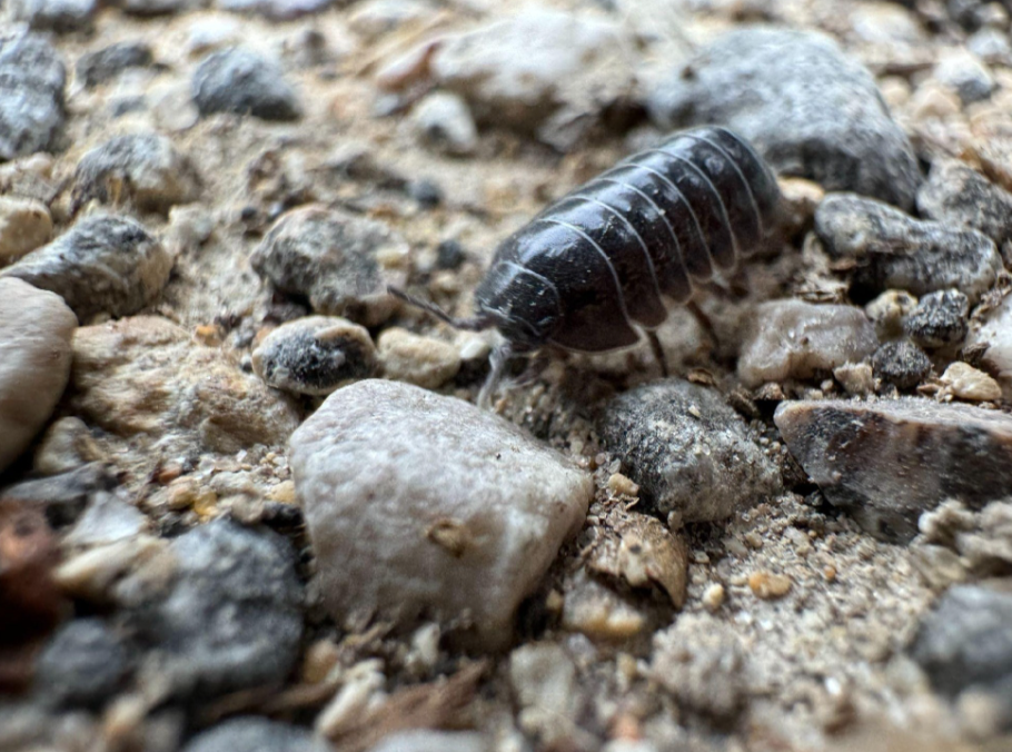 What are Pill Bugs? The Texas Roly-Poly