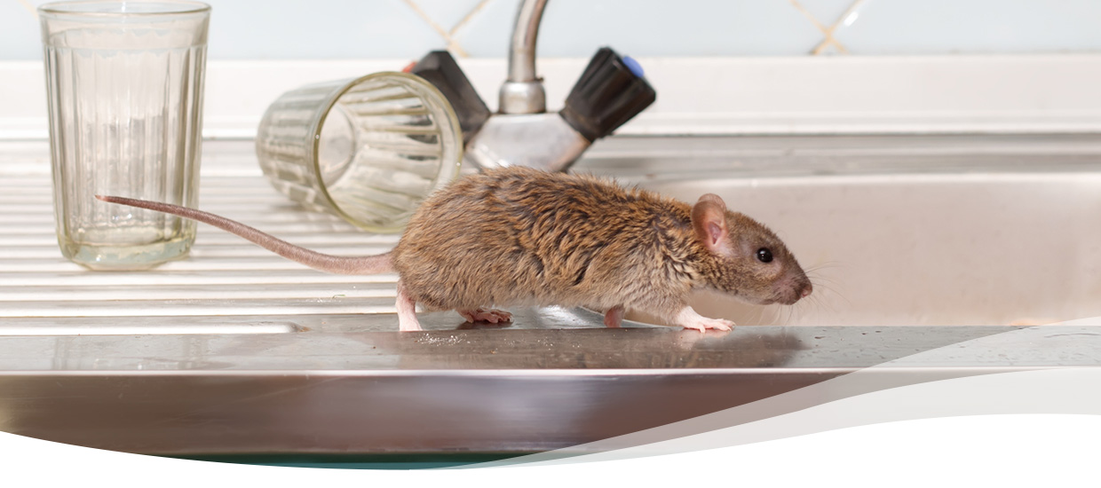 Identifying Rats vs. Mice: What’s the Difference?