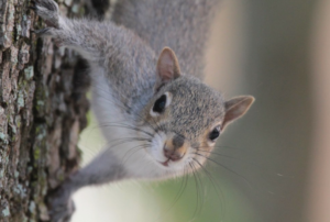 squirrel on tree