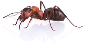 ant control san antonio