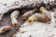 winter termites