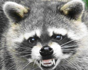 angry racoon