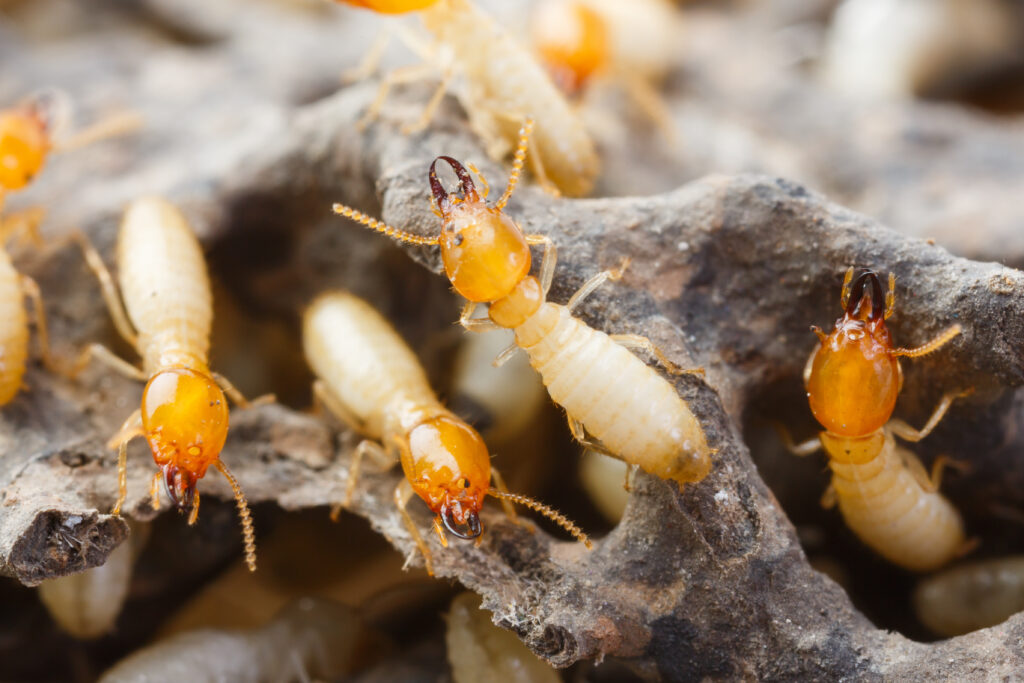 termites